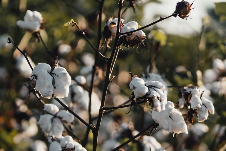 Sustainable Fashion Production
